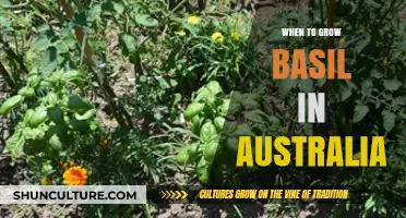 Growing Basil in Australia: The Perfect Timing