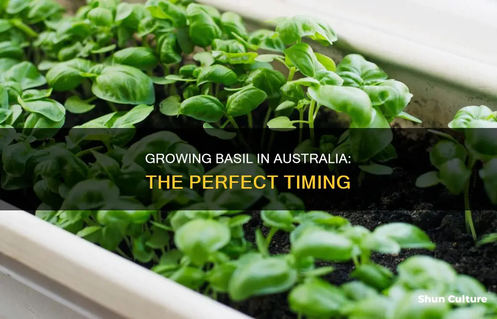 when to grow basil in australia