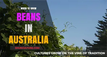 Growing Beans in Australia: Timing and Tips