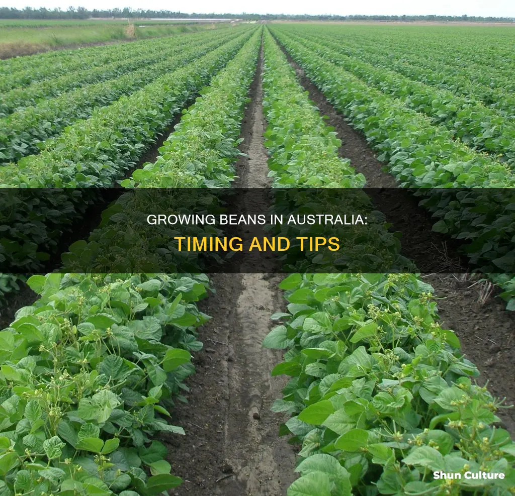 when to grow beans in australia