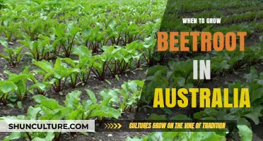 Growing Beetroot in Australia: Best Time to Sow Seeds
