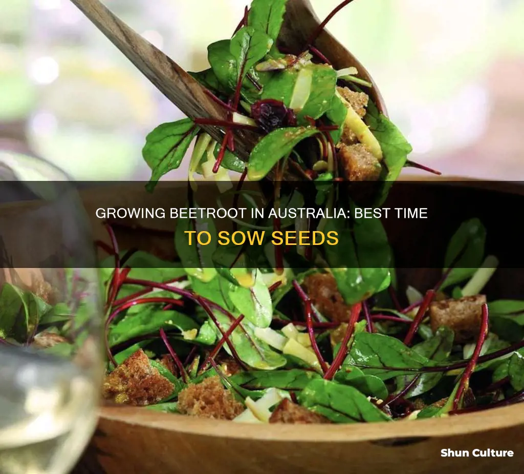 when to grow beetroot in australia