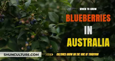 Grow Blueberries in Australia: Best Time and Tips
