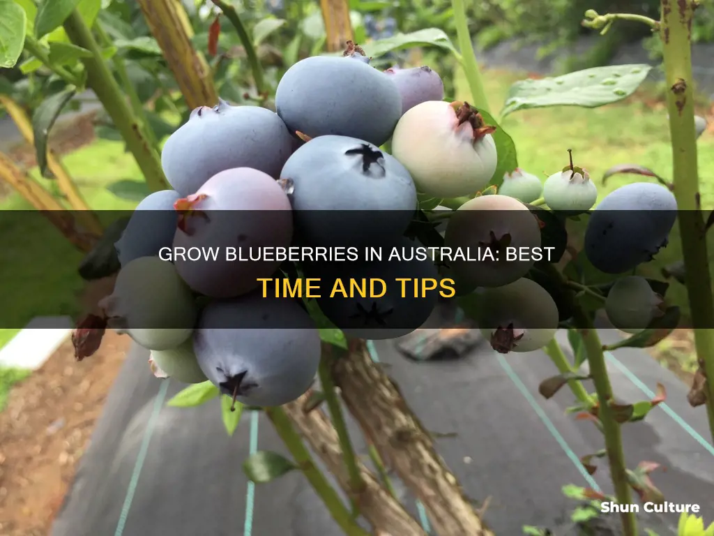 when to grow blueberries in australia