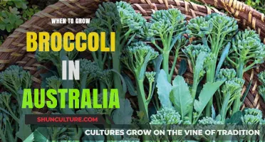 Growing Broccoli in Australia: Best Time to Plant
