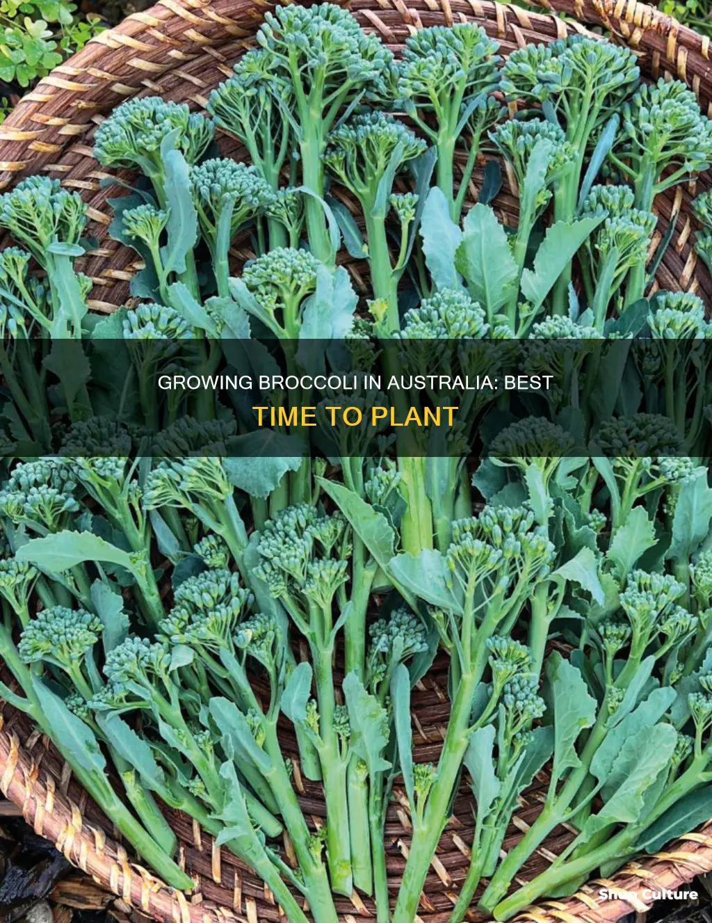 when to grow broccoli in australia