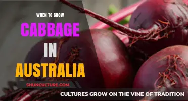 Growing Cabbage in Australia: Best Time to Plant