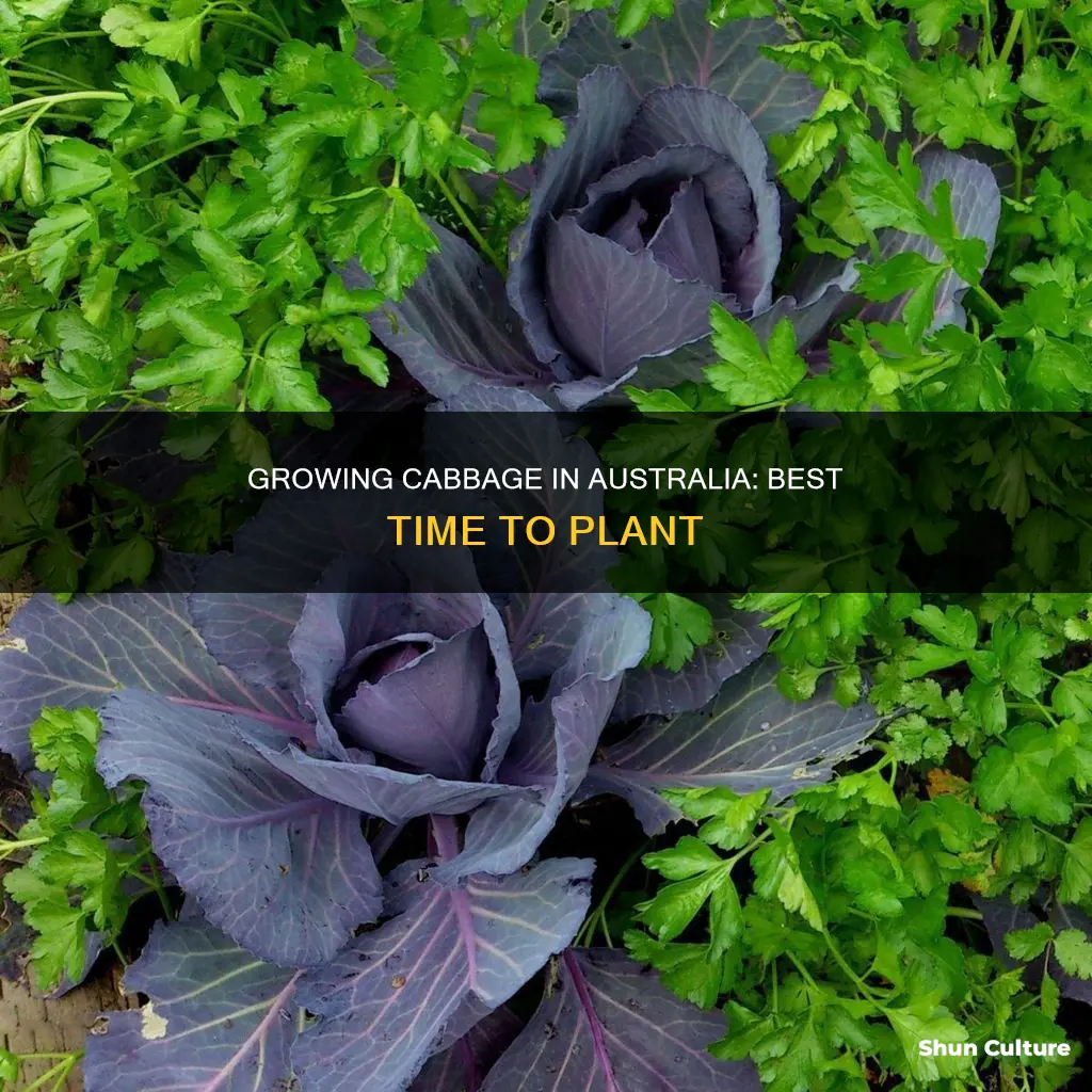 when to grow cabbage in australia