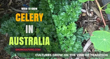 Growing Celery in Australia: The Perfect Timing
