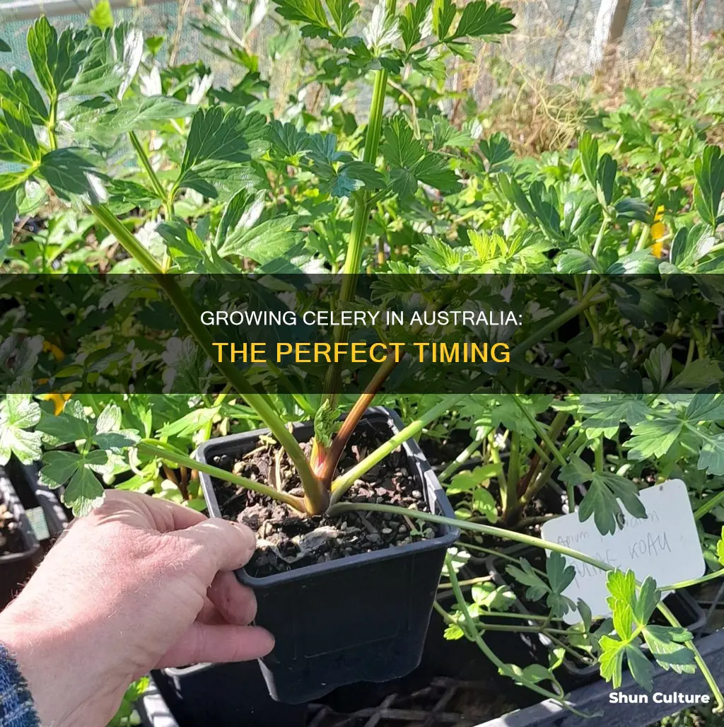 when to grow celery in australia