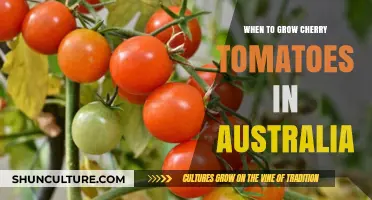 Growing Cherry Tomatoes: Australia's Perfect Season