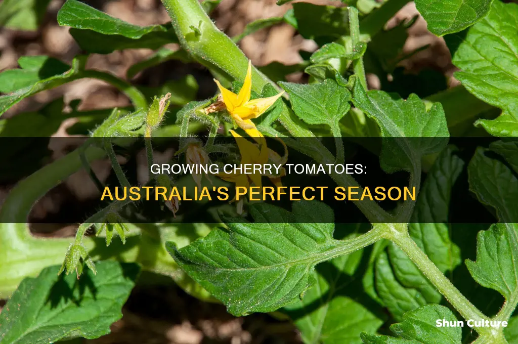 when to grow cherry tomatoes in australia