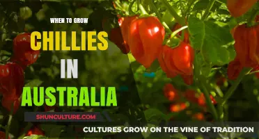 Growing Chillies in Australia: Timing for Spicy Success