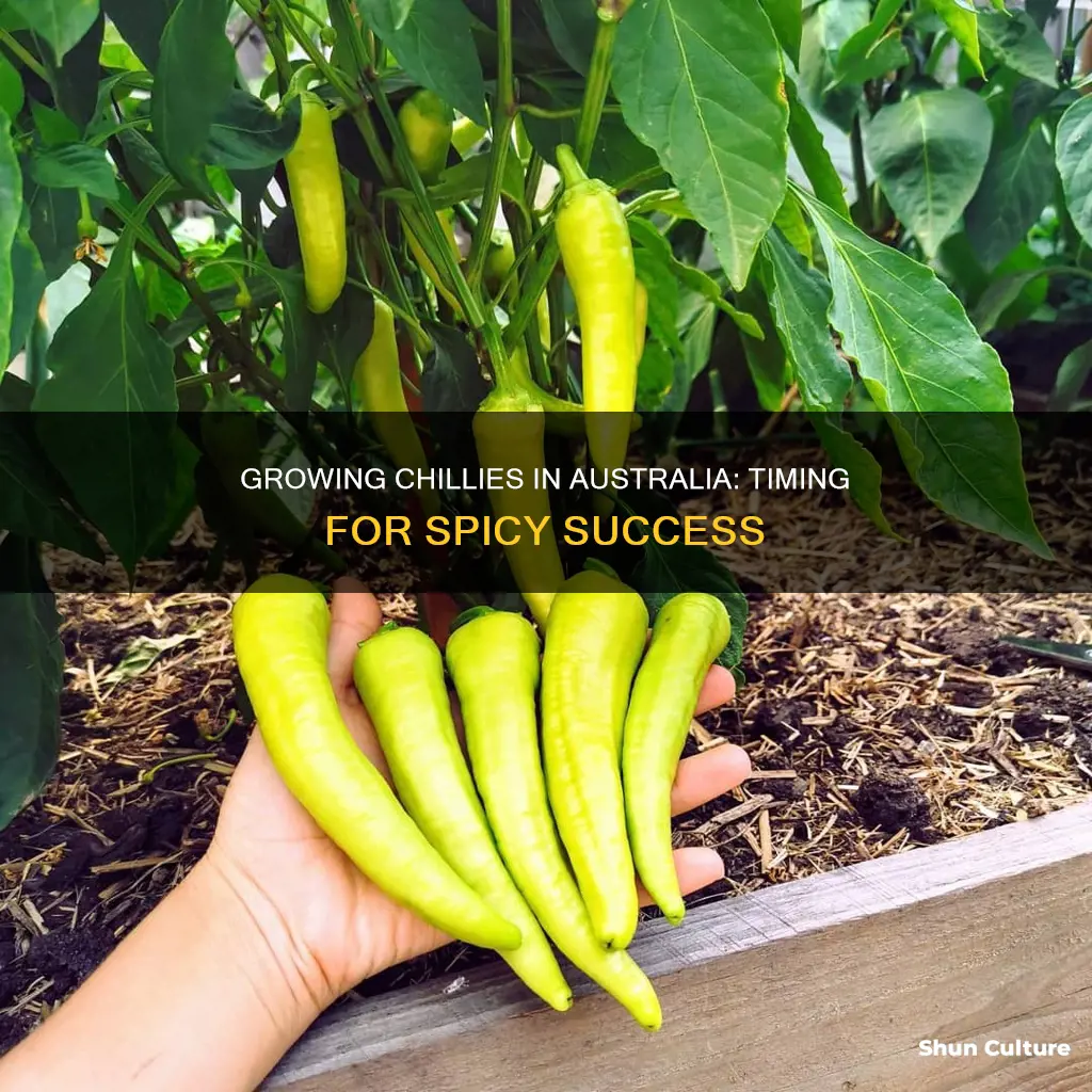 when to grow chillies in australia