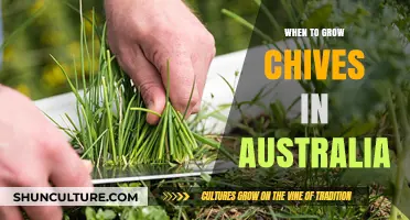 Growing Chives in Australia: The Perfect Time