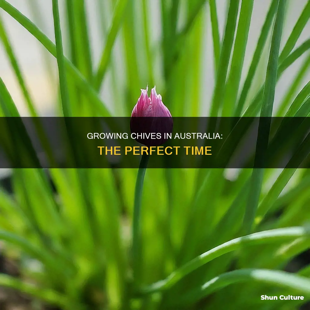 when to grow chives in australia