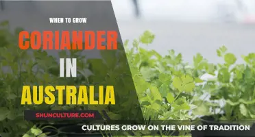 Growing Coriander in Australia: Timing and Tips