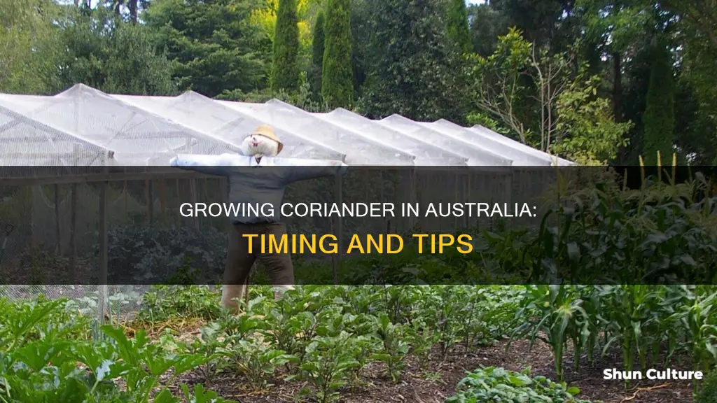 when to grow coriander in australia