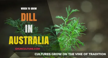 Growing Dill in Australia: The Perfect Timing