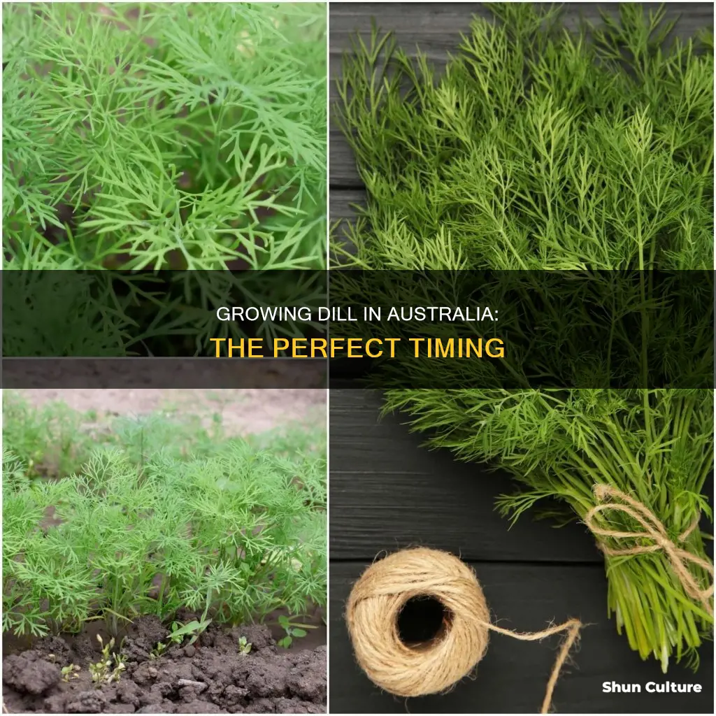 when to grow dill in australia