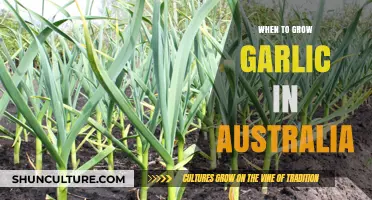 Growing Garlic in Australia: The Perfect Time