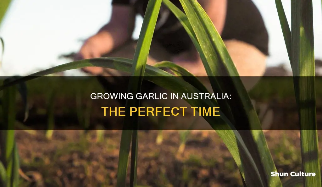 when to grow garlic in australia