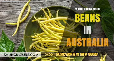 Green Beans: Best Planting Times for Australians