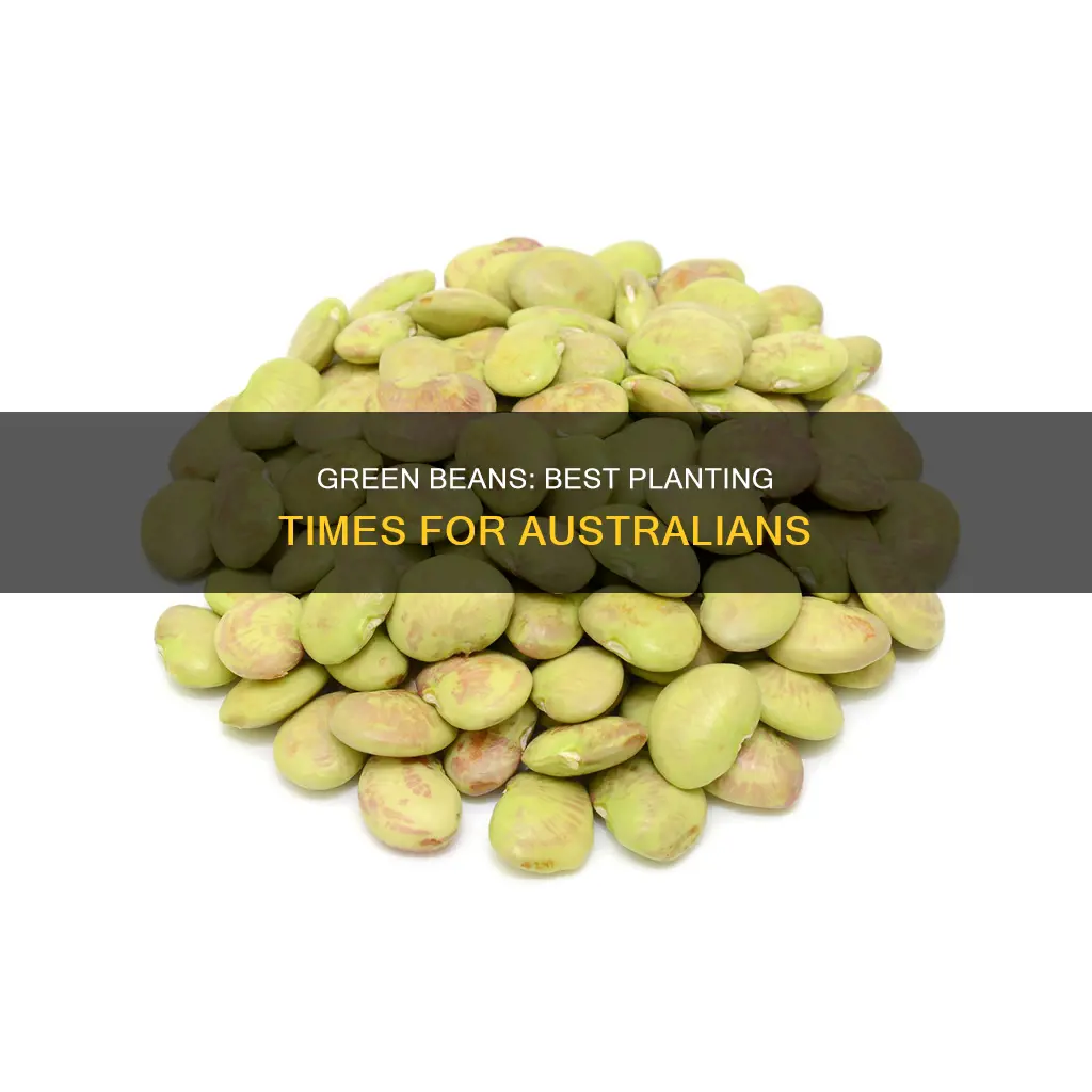 when to grow green beans in australia