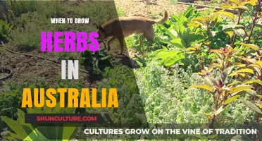 Herbs in Australia: Best Time to Grow