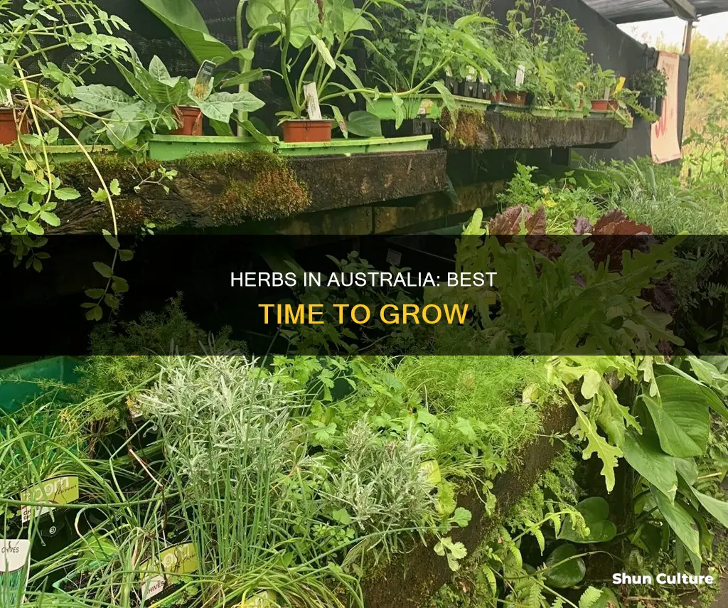 when to grow herbs in australia