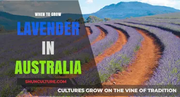 The Best Months to Grow Lavender in Australia