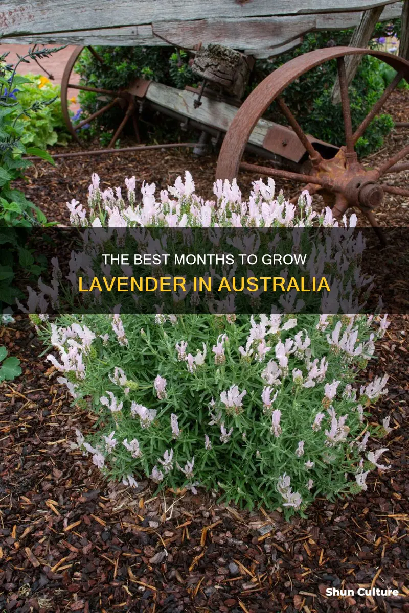 when to grow lavender in australia
