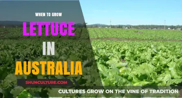 Grow Lettuce in Australia: The Perfect Time