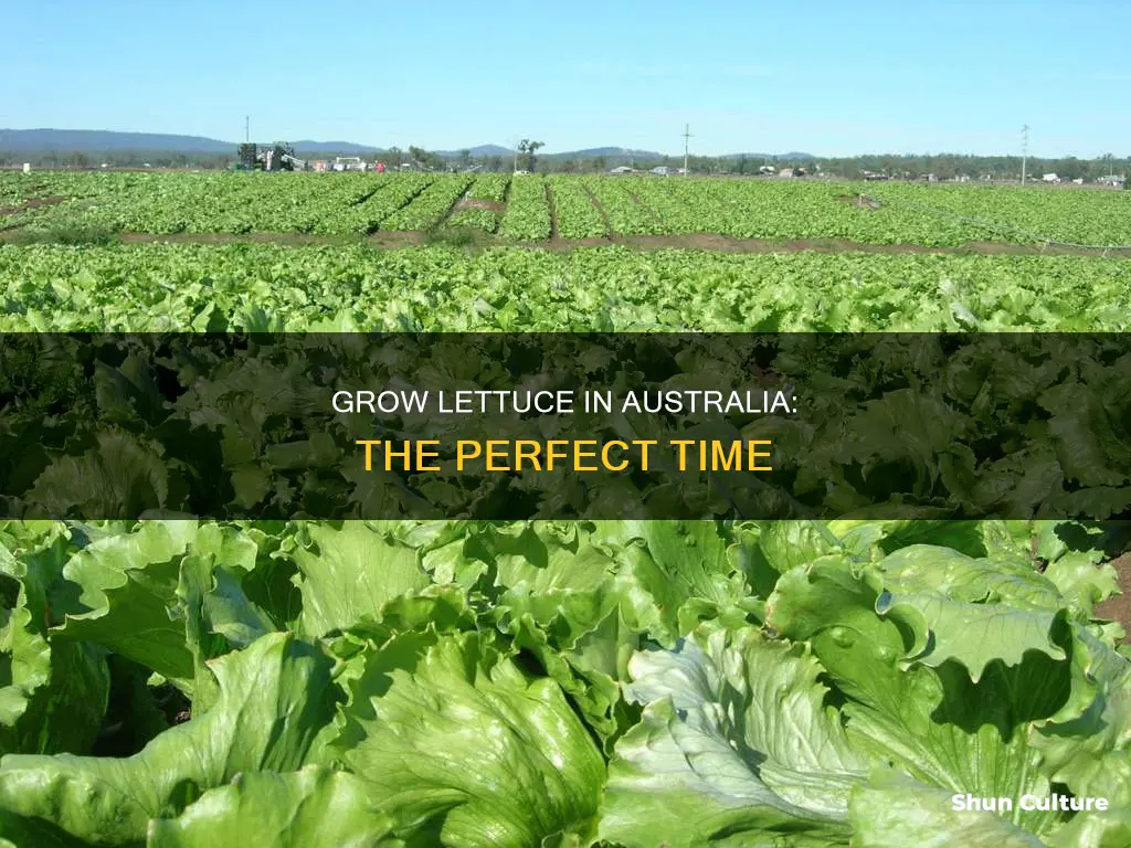 when to grow lettuce in australia