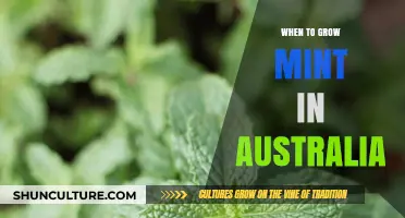 Best Time to Grow Mint in Australia