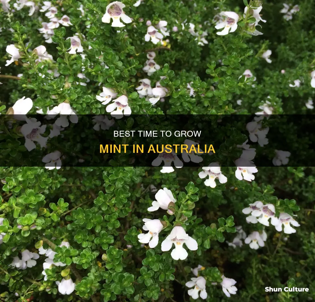 when to grow mint in australia