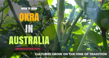 Okra Growing Season in Australia: Timing and Tips