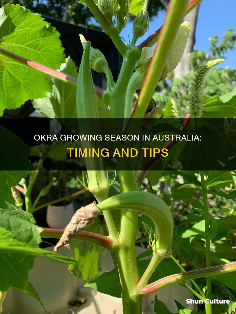 when to grow okra in australia