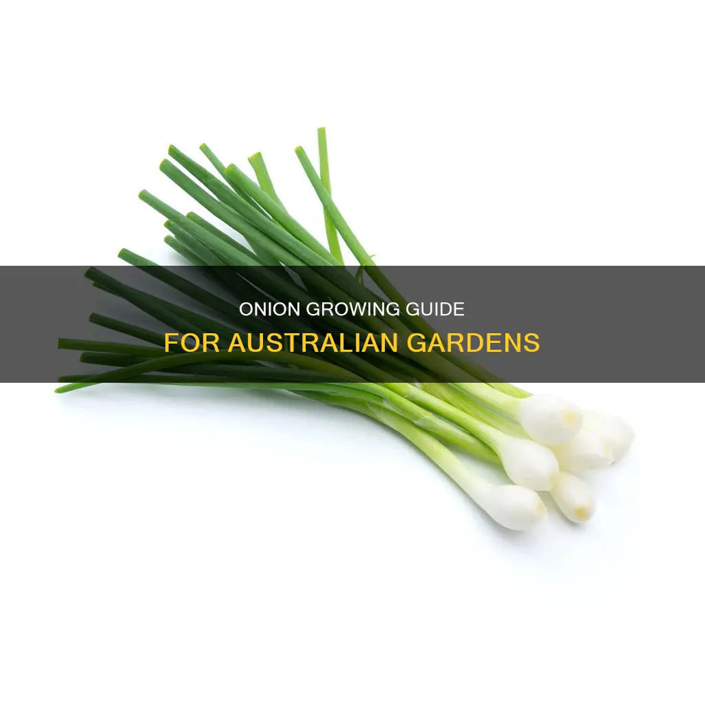 when to grow onions in australia