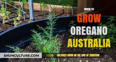 Growing Oregano in Australia: Timing and Tips