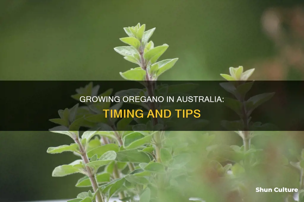 when to grow oregano australia