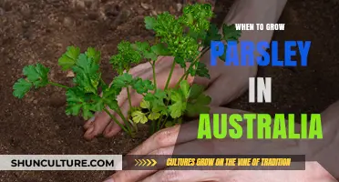 Parsley Planting in Australia: Best Time to Sow Seeds