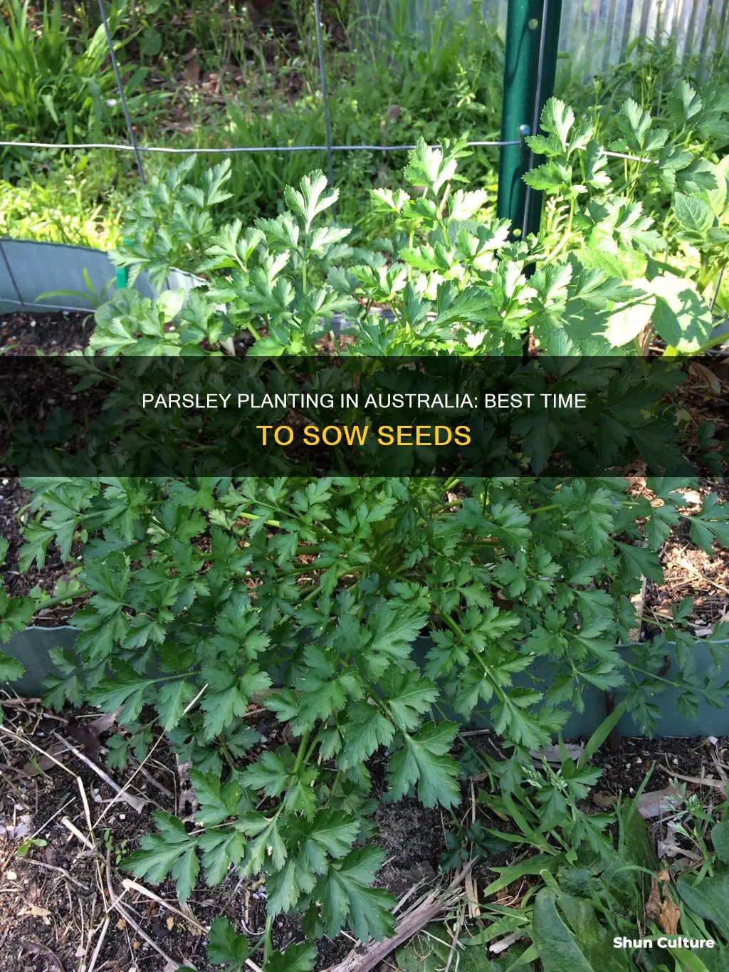 when to grow parsley in australia