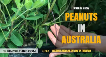 Grow Peanuts in Australia: Timing and Tips