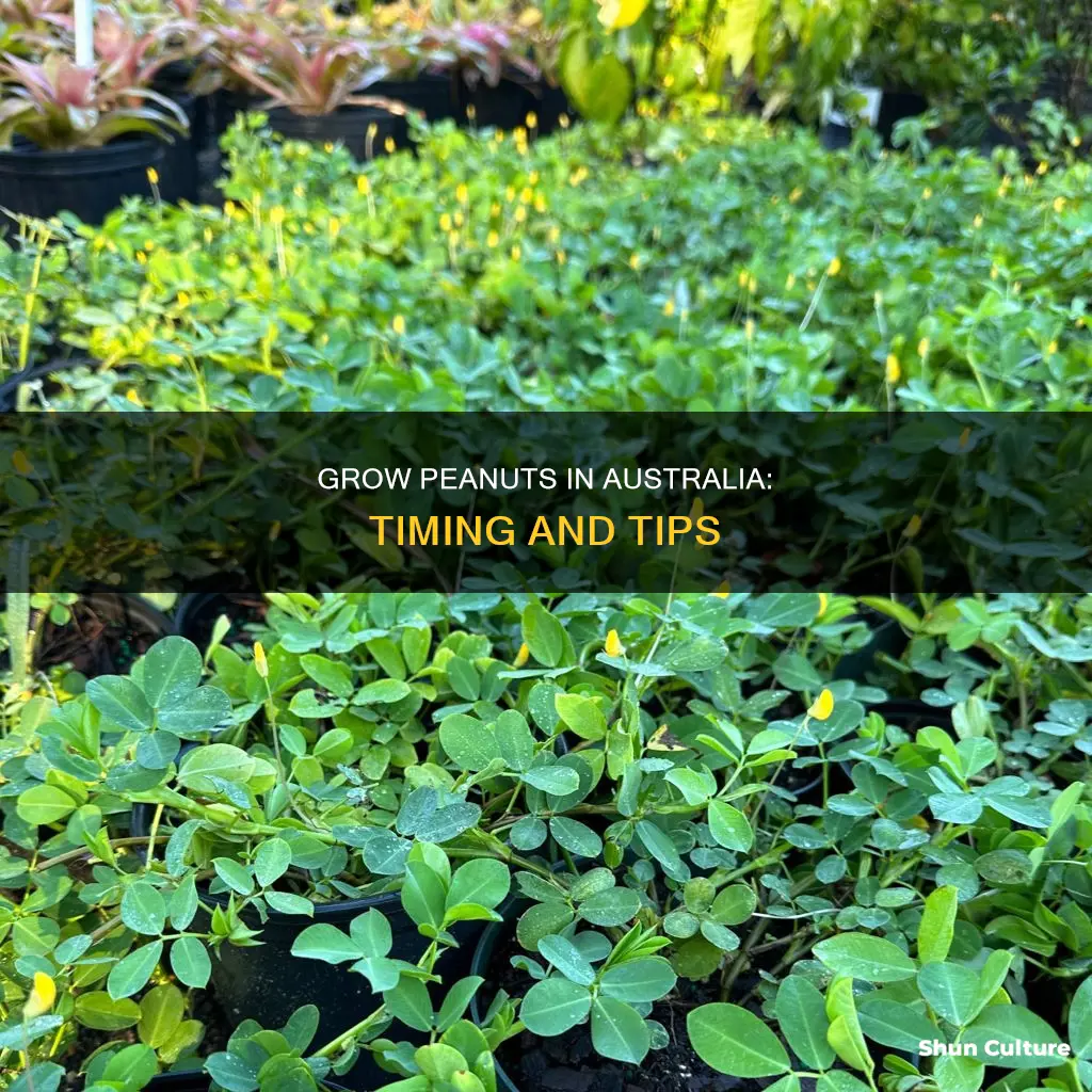 when to grow peanuts in australia