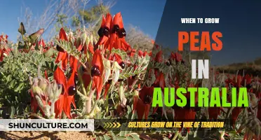 Growing Peas: Australia's Seasonal Guide
