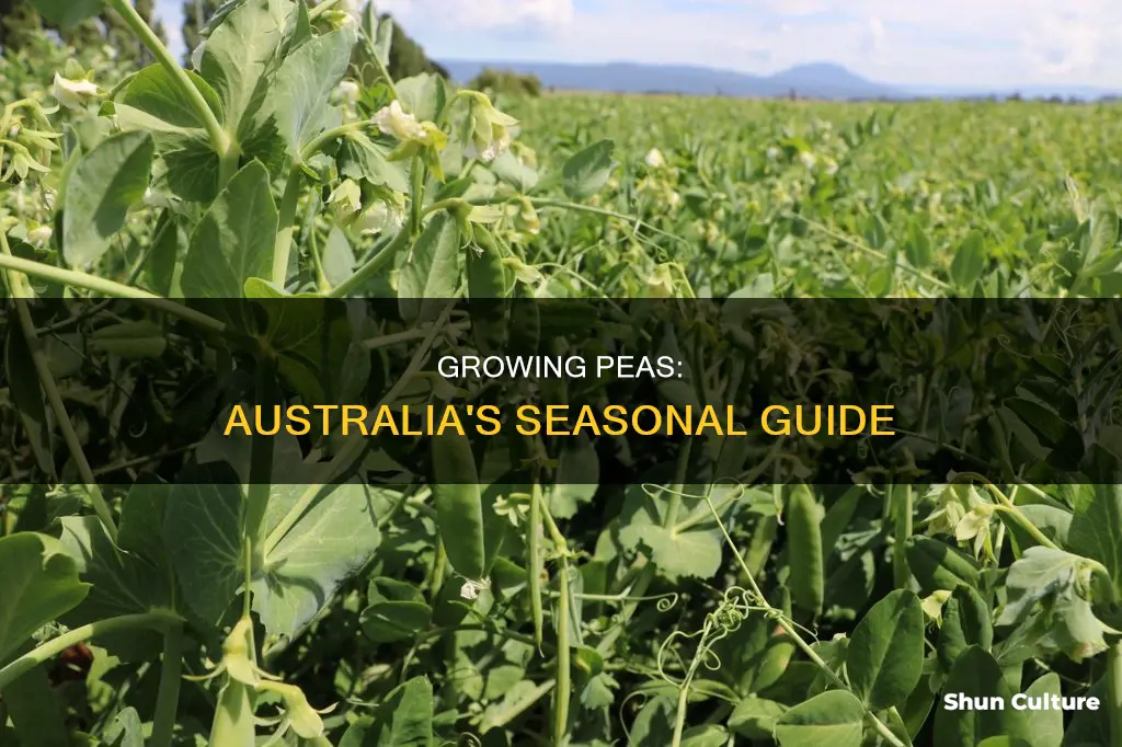 when to grow peas in australia