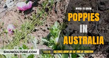 Poppy Planting in Australia: Timing for Success