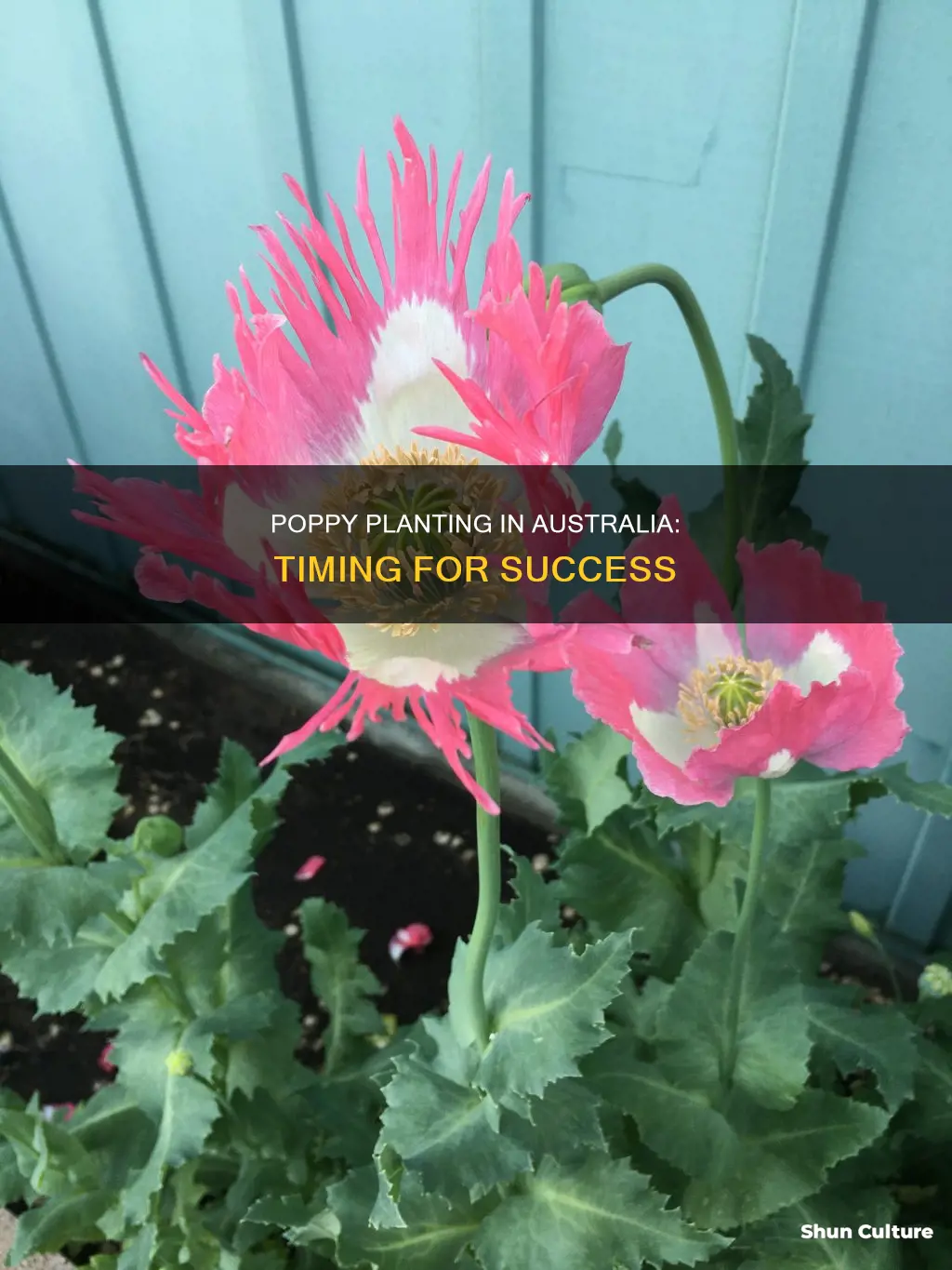 when to grow poppies in australia