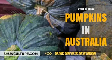 Pumpkin Planting in Australia: Timing and Tips
